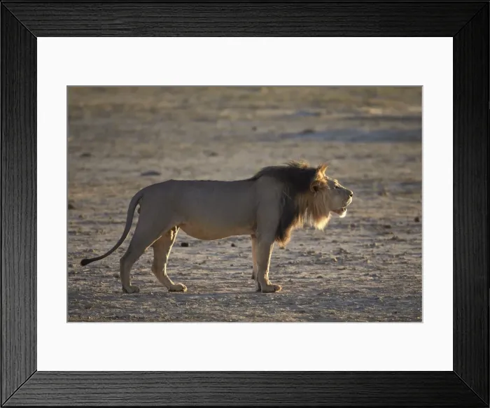Framed Print : Lion (Panthera leo) roaring, Kgalagadi Transfrontier Park, encompassing the former Kalahari Gemsbok National Park, South Africa, Africa Framed Print : Lion (Panthera leo) roaring, Kgalagadi Transfrontier Park, encompassing the former Kalahari Gemsbok National Park, South Africa, Africa