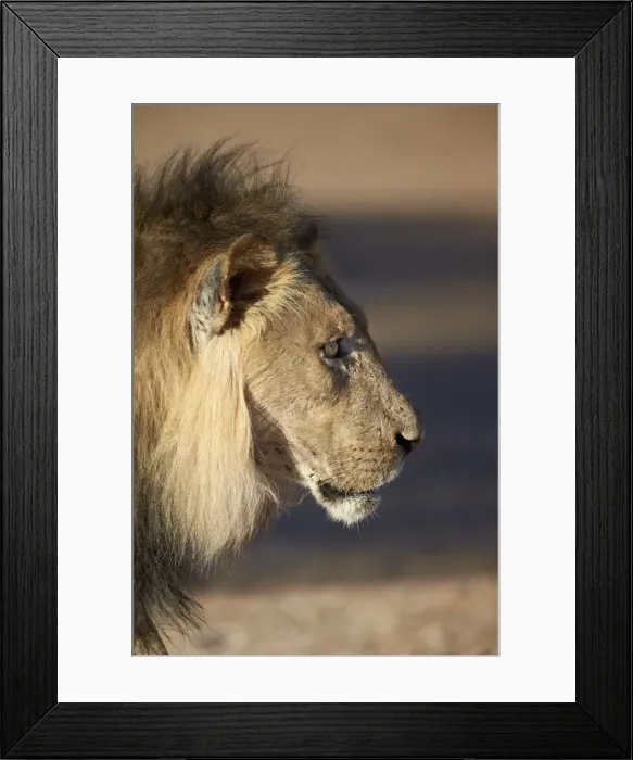 Framed Print : Lion (Panthera leo), Kgalagadi Transfrontier Park, encompassing the former Kalahari Gemsbok National Park, South Africa, Africa Framed Print : Lion (Panthera leo), Kgalagadi Transfrontier Park, encompassing the former Kalahari Gemsbok National Park, South Africa, Africa