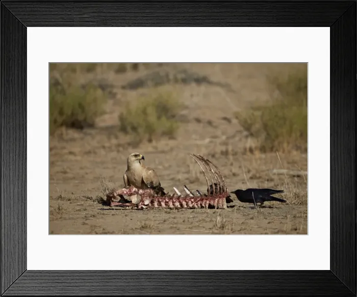 Framed Print : Tawny eagle (Aquila rapax) at a carcass, Kgalagadi Transfrontier Park, encompassing the former Kalahari Gemsbok National Park, South Africa, Africa Framed Print : Tawny eagle (Aquila rapax) at a carcass, Kgalagadi Transfrontier Park, encompassing the former Kalahari Gemsbok National Park, South Africa, Africa