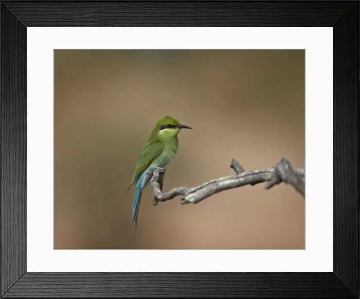 Framed Print : Immature swallow-tailed bee-eater (Merops hirundineus), Kgalagadi Transfrontier Park, encompassing the former Kalahari Gemsbok National Park, South Africa, Africa Framed Print : Immature swallow-tailed bee-eater (Merops hirundineus), Kgalagadi Transfrontier Park, encompassing the former Kalahari Gemsbok National Park, South Africa, Africa