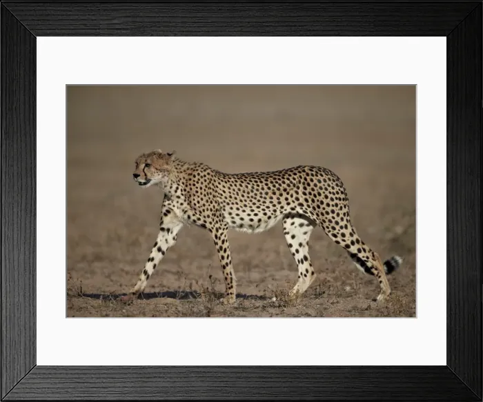 Framed Print : Cheetah (Acinonyx jubatus), Kgalagadi Transfrontier Park, encompassing the former Kalahari Gemsbok National Park, South Africa, Africa