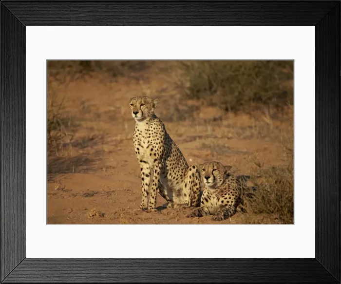 Framed Print : Two cheetah (Acinonyx jubatus), Kgalagadi Transfrontier Park, encompassing the former Kalahari Gemsbok National Park, South Africa, Africa Framed Print : Two cheetah (Acinonyx jubatus), Kgalagadi Transfrontier Park, encompassing the former Kalahari Gemsbok National Park, South Africa, Africa