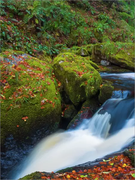 Llanrhaeadr ym Mochnant, Pistyll Rhaeadr Waterfalls, Berwyn Mountains, Powys, Wales, United Kingdom, Europe