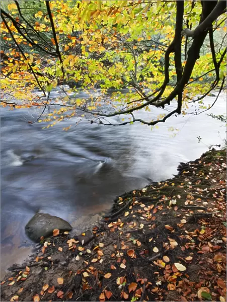 Fallen leaves and tree overhanging the River Nidd in Nidd Gorge in autumn, near Knaresborough, North Yorkshire, Yorkshire, England, United Kingdom, Europe