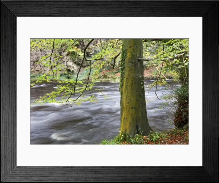 Framed Print : Autumn tree by the River Nidd in autumn, Nidd Gorge, near Knaresborough, North Yorkshire, Yorkshire, England, United Kingdom, Europe Framed Print : Autumn tree by the River Nidd in autumn, Nidd Gorge, near Knaresborough, North Yorkshire, Yorkshire, England, United Kingdom, Europe