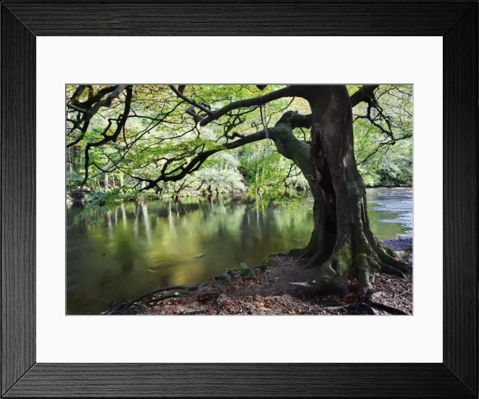 Framed Print : Gnarled old tree by the River Nidd in Nidd Gorge in autumn, near Knaresborough, North Yorkshire, Yorkshire, England, United Kingdom, Europe Framed Print : Gnarled old tree by the River Nidd in Nidd Gorge in autumn, near Knaresborough, North Yorkshire, Yorkshire, England, United Kingdom, Europe