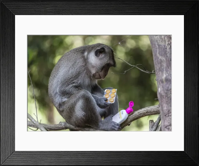 Framed Print : Curious long-tailed macaque (Macaca fascicularis) with stolen items from a visitors backpack in Angkor Thom, Siem Reap, Cambodia, Indochina, Southeast Asia, Asia Framed Print : Curious long-tailed macaque (Macaca fascicularis) with stolen items from a visitors backpack in Angkor Thom, Siem Reap, Cambodia, Indochina, Southeast Asia, Asia