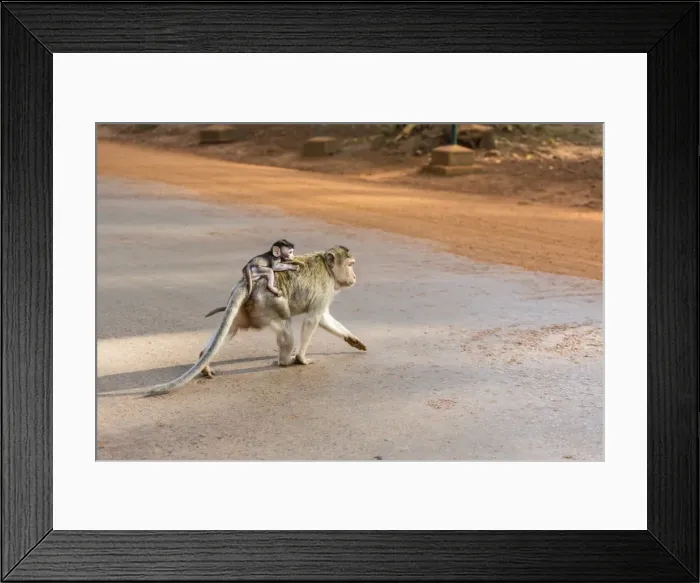 Framed Print : Young long-tailed macaque (Macaca fascicularis) atop its mother in Angkor Thom, Siem Reap, Cambodia, Indochina, Southeast Asia, Asia Framed Print : Young long-tailed macaque (Macaca fascicularis) atop its mother in Angkor Thom, Siem Reap, Cambodia, Indochina, Southeast Asia, Asia