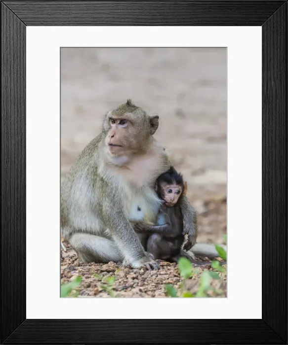Framed Print : Young long-tailed macaque (Macaca fascicularis) nursing from its mother in Angkor Thom, Siem Reap, Cambodia, Indochina, Southeast Asia, Asia Framed Print : Young long-tailed macaque (Macaca fascicularis) nursing from its mother in Angkor Thom, Siem Reap, Cambodia, Indochina, Southeast Asia, Asia