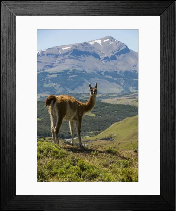 Framed Print : Guanaco (Lama Guanicoe), Torres del Paine National Park, Patagonia, Chile, South America