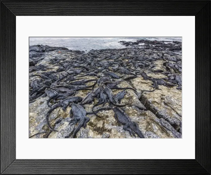 Framed Print : Adult Galapagos marine iguanas (Amblyrhynchus cristatus) basking on Fernandina Island, Galapagos Islands, UNESCO World Heritage Site, Ecuador, South America r Framed Print : Adult Galapagos marine iguanas (Amblyrhynchus cristatus) basking on Fernandina Island, Galapagos Islands, UNESCO World Heritage Site, Ecuador, South America r