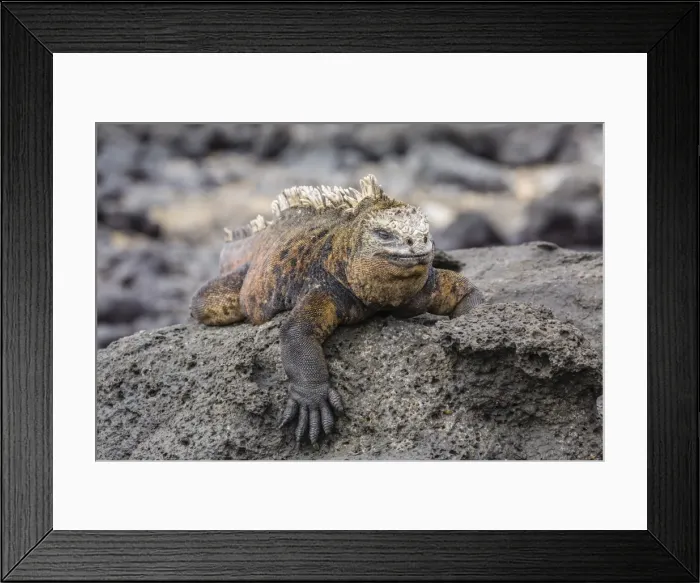 Framed Print : Galapagos marine iguana (Amblyrhynchus cristatus) basking in Puerto Egas, Santiago Island, Galapagos Islands, Ecuador, South America Framed Print : Galapagos marine iguana (Amblyrhynchus cristatus) basking in Puerto Egas, Santiago Island, Galapagos Islands, Ecuador, South America