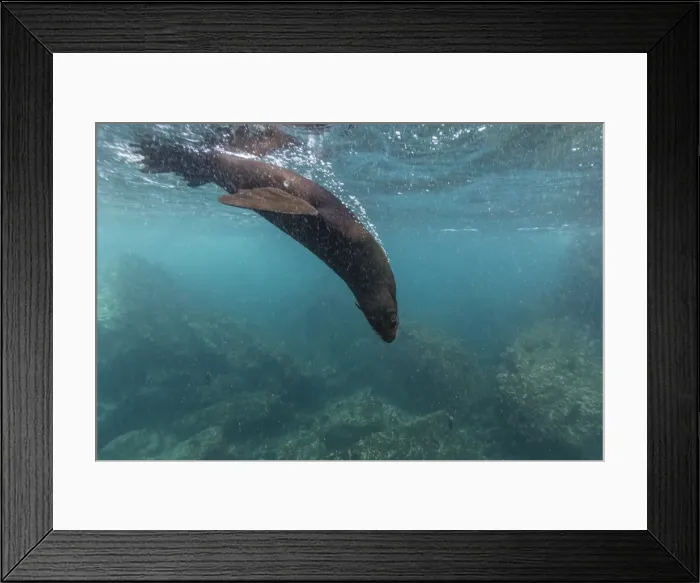 Framed Print : Galapagos fur seal (Arctocephalus galapagoensis) underwater at Isabela Island, Galapagos Islands, Ecuador, South America Framed Print : Galapagos fur seal (Arctocephalus galapagoensis) underwater at Isabela Island, Galapagos Islands, Ecuador, South America