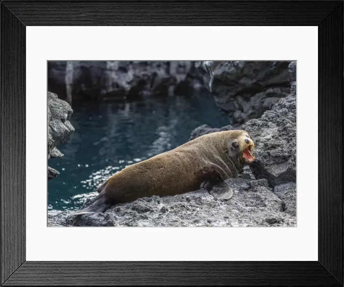 Framed Print : Galapagos fur seal (Arctocephalus galapagoensis) hauled out at Puerto Egas, Santiago Island, Galapagos Islands, Ecuador, South America Framed Print : Galapagos fur seal (Arctocephalus galapagoensis) hauled out at Puerto Egas, Santiago Island, Galapagos Islands, Ecuador, South America