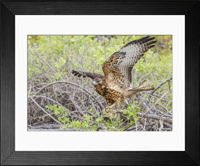 Framed Print : Immature Galapagos hawk (Buteo galapagoensis) in Urbina Bay, Isabela Island, Galapagos Islands, Ecuador, South America Framed Print : Immature Galapagos hawk (Buteo galapagoensis) in Urbina Bay, Isabela Island, Galapagos Islands, Ecuador, South America