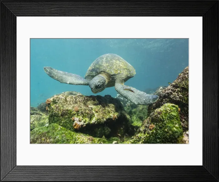 Framed Print : Adult green sea turtle (Chelonia mydas) underwater near Rabida Island, Galapagos Islands, Ecuador, South America Framed Print : Adult green sea turtle (Chelonia mydas) underwater near Rabida Island, Galapagos Islands, Ecuador, South America