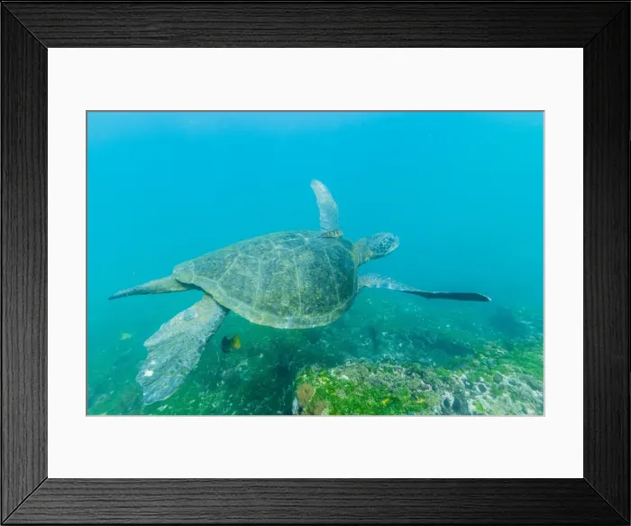 Framed Print : Adult green sea turtle (Chelonia mydas) underwater near Isabela Island, Galapagos Islands, Ecuador, South America Framed Print : Adult green sea turtle (Chelonia mydas) underwater near Isabela Island, Galapagos Islands, Ecuador, South America