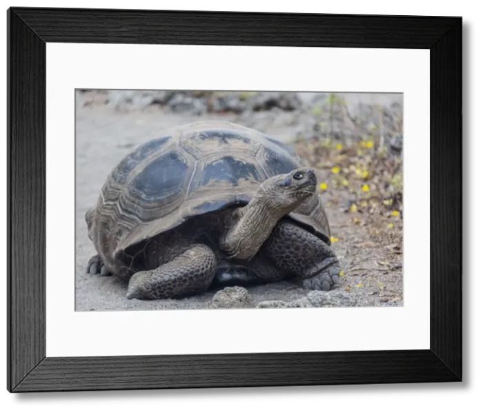Framed Print : Wild Galapagos giant tortoise (Chelonoidis nigra) in Urbina Bay, Isabela Island, Galapagos Islands, Ecuador, South America Framed Print : Wild Galapagos giant tortoise (Chelonoidis nigra) in Urbina Bay, Isabela Island, Galapagos Islands, Ecuador, South America