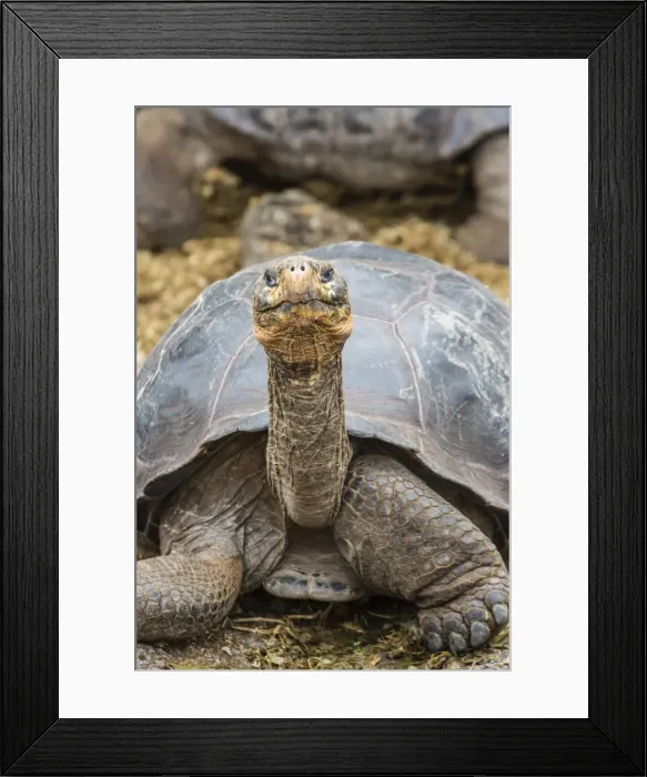 Framed Print : Captive Galapagos giant tortoise (Chelonoidis nigra) at the Charles Darwin Research Station on Santa Cruz Island, Galapagos Islands, Ecuador, South America