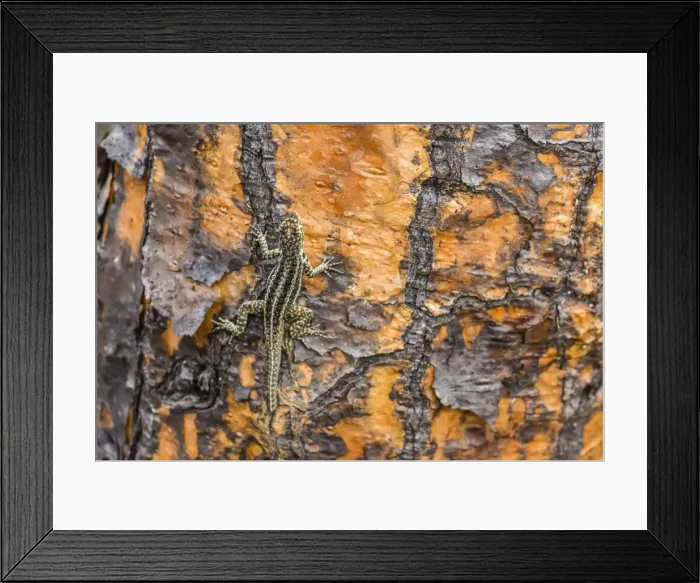 Framed Print : Male Santa Cruz lava lizard (Microlophus indefatigabilis) on Santa Cruz Island, Galapagos Islands, Ecuador, South America Framed Print : Male Santa Cruz lava lizard (Microlophus indefatigabilis) on Santa Cruz Island, Galapagos Islands, Ecuador, South America