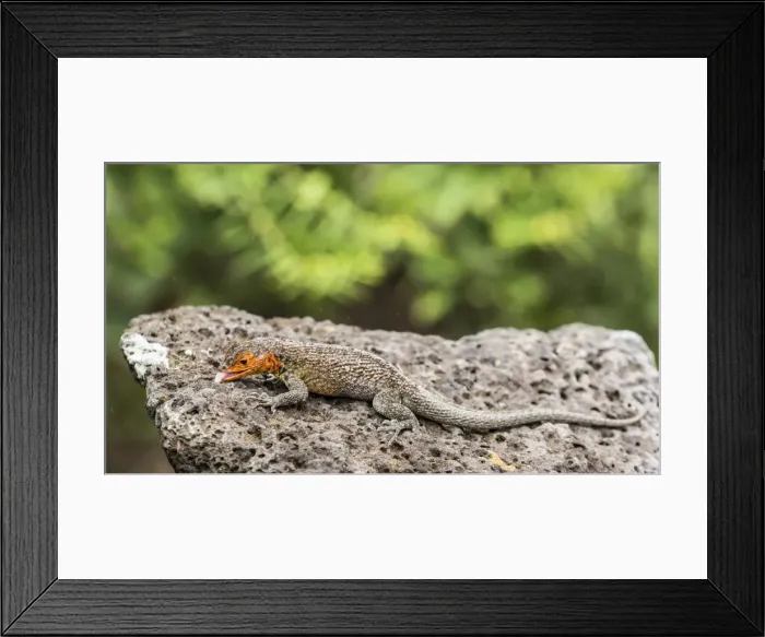 Framed Print : Female Santa Cruz lava lizard (Microlophus indefatigabilis) on Santa Cruz Island, Galapagos Islands, Ecuador, South America Framed Print : Female Santa Cruz lava lizard (Microlophus indefatigabilis) on Santa Cruz Island, Galapagos Islands, Ecuador, South America
