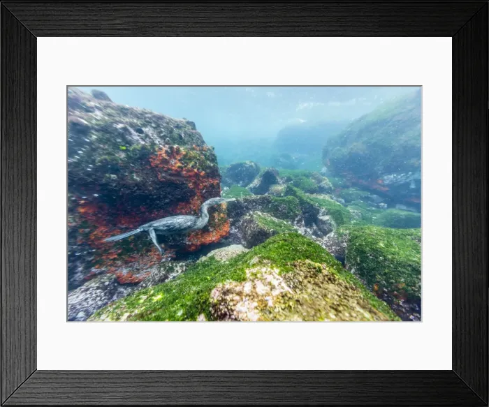 Framed Print : Flightless cormorant (Phalacrocorax harrisi), underwater at Isabela Island, Galapagos Islands, Ecuador, South America Framed Print : Flightless cormorant (Phalacrocorax harrisi), underwater at Isabela Island, Galapagos Islands, Ecuador, South America