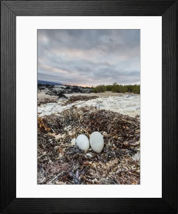 Framed Print : Flightless cormorant nest (Phalacrocorax harrisi), Fernandina Island, Galapagos Islands, UNESCO World Heritage Site, Ecuador, South America Framed Print : Flightless cormorant nest (Phalacrocorax harrisi), Fernandina Island, Galapagos Islands, UNESCO World Heritage Site, Ecuador, South America