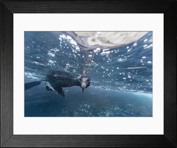 Framed Print : Curious flightless cormorant (Phalacrocorax harrisi) underwater at Tagus Cove, Isabela Island, Galapagos Islands, Ecuador, South America Framed Print : Curious flightless cormorant (Phalacrocorax harrisi) underwater at Tagus Cove, Isabela Island, Galapagos Islands, Ecuador, South America