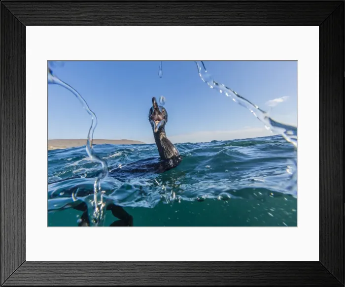 Framed Print : Curious flightless cormorant (Phalacrocorax harrisi) underwater at Tagus Cove, Isabela Island, Galapagos Islands, Ecuador, South America