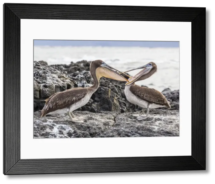 Framed Print : Immature brown pelicans (Pelecanus occidentalis) inspecting each others bills at Puerto Egas, Santiago Island, Galapagos Islands, Ecuador, South America Framed Print : Immature brown pelicans (Pelecanus occidentalis) inspecting each others bills at Puerto Egas, Santiago Island, Galapagos Islands, Ecuador, South America