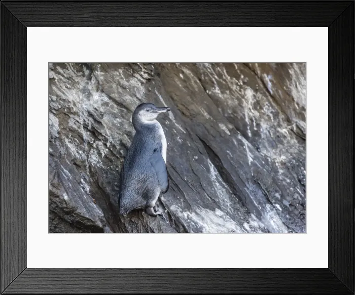 Framed Print : Immature Galapagos penguin (Spheniscus mendiculus) at Tagus Cove, Isabela Island, Galapagos Islands, Ecuador, South America Framed Print : Immature Galapagos penguin (Spheniscus mendiculus) at Tagus Cove, Isabela Island, Galapagos Islands, Ecuador, South America