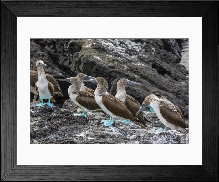 Framed Print : Blue-footed boobies (Sula nebouxii) at Puerto Egas, Santiago Island, Galapagos Islands, Ecuador, South America Framed Print : Blue-footed boobies (Sula nebouxii) at Puerto Egas, Santiago Island, Galapagos Islands, Ecuador, South America