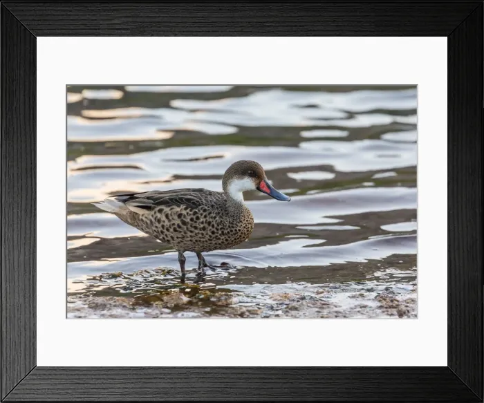 Framed Print : White-cheeked pintail duck (Anas bahamensis) on Rabida Island, Galapagos Islands, Ecuador, South America Framed Print : White-cheeked pintail duck (Anas bahamensis) on Rabida Island, Galapagos Islands, Ecuador, South America