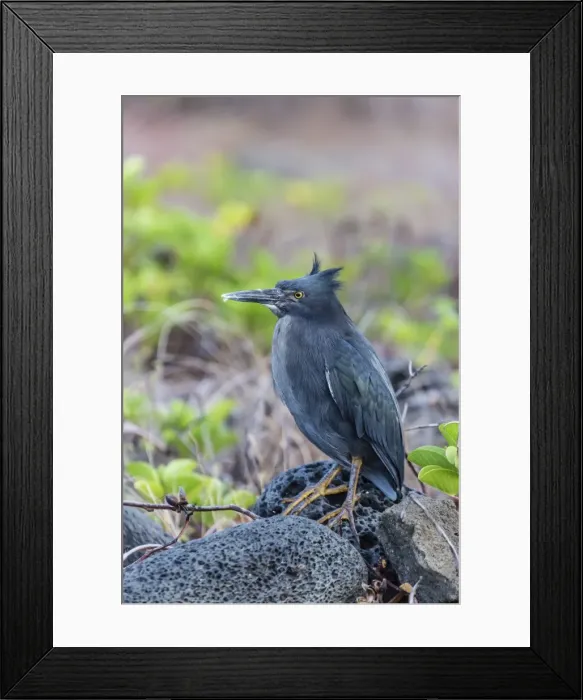 Framed Print : Adult Striated Heron, Butorides striata, at Puerto Egas, Santiago Island, Galapagos Islands, Ecuador, South America Framed Print : Adult Striated Heron, Butorides striata, at Puerto Egas, Santiago Island, Galapagos Islands, Ecuador, South America