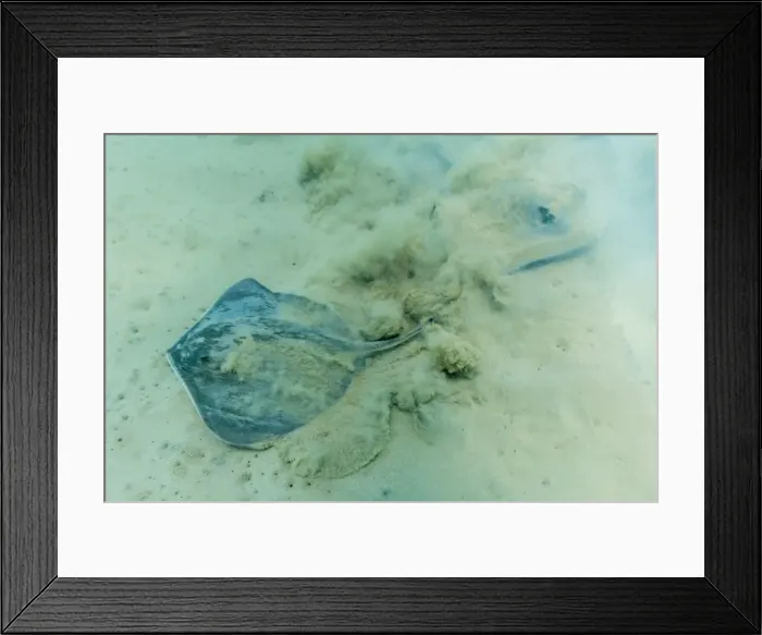 Framed Print : Stingray (Dasyatis spp) on the shallow sandy bottom at Bartolome Island, Galapagos Islands, Ecuador, South America Framed Print : Stingray (Dasyatis spp) on the shallow sandy bottom at Bartolome Island, Galapagos Islands, Ecuador, South America