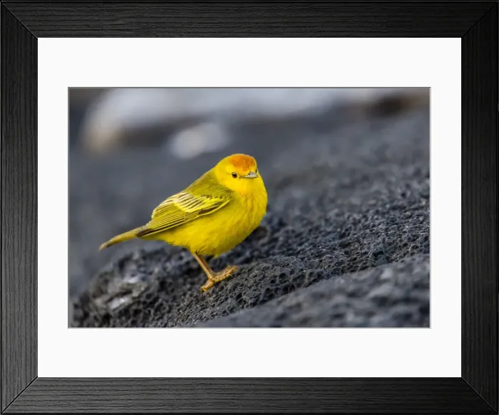Framed Print : Adult male Galapagos yellow warbler (Setophaga petechia aureola) at Puerto Egas, Santiago Island, Galapagos Islands, Ecuador, South America Framed Print : Adult male Galapagos yellow warbler (Setophaga petechia aureola) at Puerto Egas, Santiago Island, Galapagos Islands, Ecuador, South America