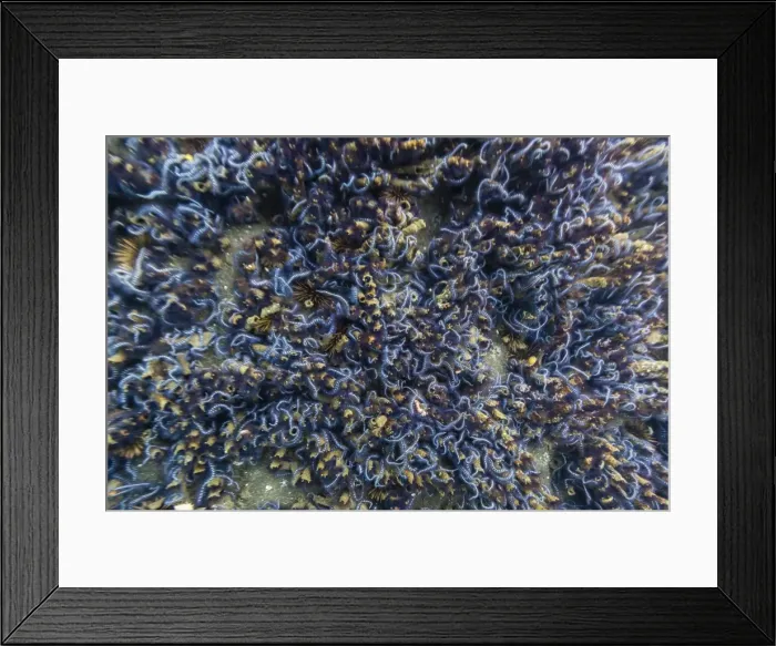 Framed Print : Brittle stars massing by the hundreds in possible reproduction event at Tagus Cove, Isabela Island, Galapagos Islands, Ecuador, South America Framed Print : Brittle stars massing by the hundreds in possible reproduction event at Tagus Cove, Isabela Island, Galapagos Islands, Ecuador, South America