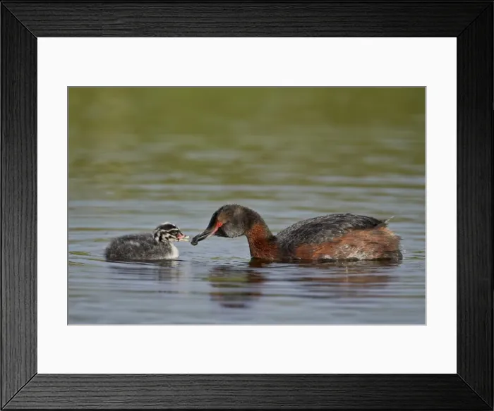 Framed Print : Horned grebe (Podiceps auritus) female feeding a chick, Lake Myvatn, Iceland, Polar Regions Framed Print : Horned grebe (Podiceps auritus) female feeding a chick, Lake Myvatn, Iceland, Polar Regions