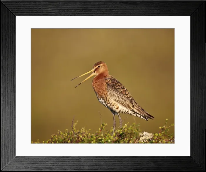 Framed Print : Black-tailed godwit (Limosa limosa), Lake Myvatn, Iceland, Polar Regions Framed Print : Black-tailed godwit (Limosa limosa), Lake Myvatn, Iceland, Polar Regions