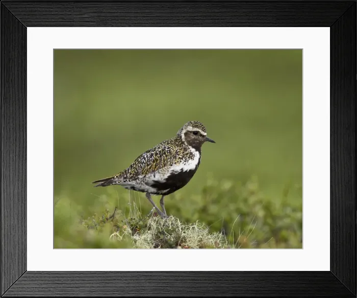 Framed Print : European golden plover (Pluvialis apricaria), Lake Myvatn, Iceland, Polar Regions Framed Print : European golden plover (Pluvialis apricaria), Lake Myvatn, Iceland, Polar Regions