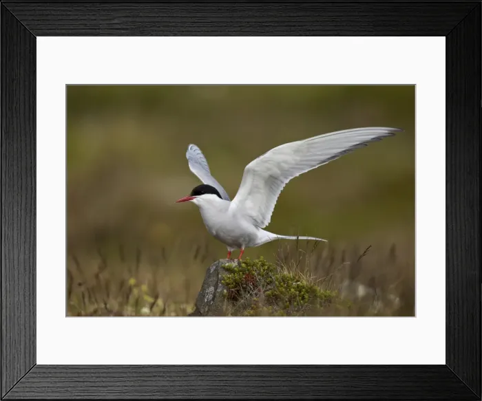Framed Print : Arctic tern (Sterna paradisaea) spreading its wings, Iceland, Polar Regions Framed Print : Arctic tern (Sterna paradisaea) spreading its wings, Iceland, Polar Regions