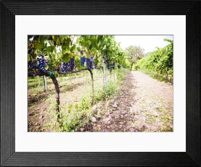Framed Print : Red grapes at a vineyard on Mount Etna Volcano, UNESCO World Heritage Site, Sicily, Italy, Europe Framed Print : Red grapes at a vineyard on Mount Etna Volcano, UNESCO World Heritage Site, Sicily, Italy, Europe