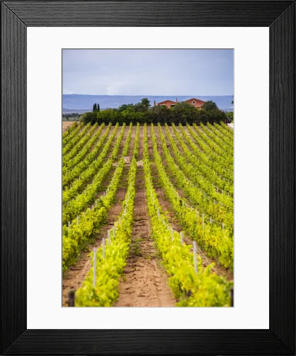 Framed Print : Vineyard at a winery near Noto, South East Sicily, Italy, Europe Framed Print : Vineyard at a winery near Noto, South East Sicily, Italy, Europe