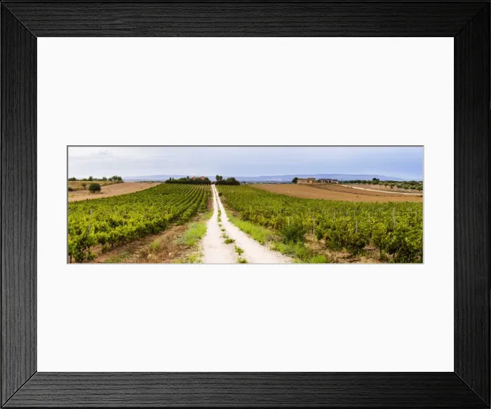 Framed Print : Vineyard at a winery near Noto, South East Sicily, Italy, Europe Framed Print : Vineyard at a winery near Noto, South East Sicily, Italy, Europe