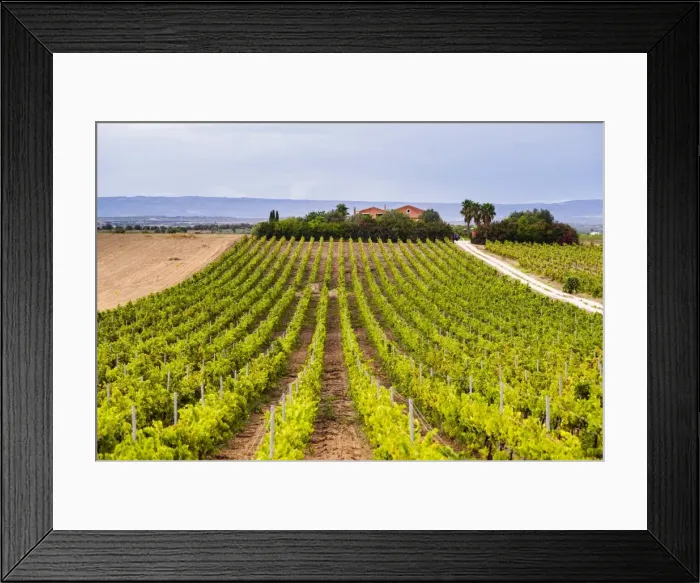 Framed Print : Vineyard at a winery near Noto, South East Sicily, Italy, Europe Framed Print : Vineyard at a winery near Noto, South East Sicily, Italy, Europe