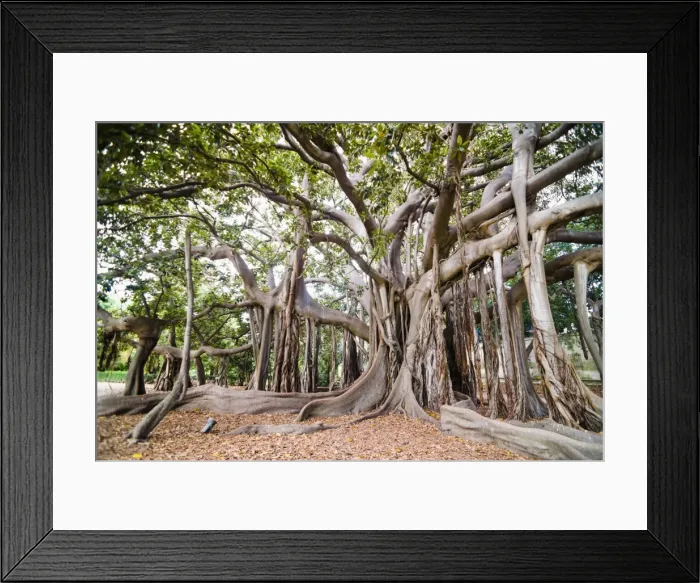 Framed Print : Large twisted roots of a Moreton Bay fig tree (banyan tree) (Ficus macrophylla), Palermo Botanical Gardens, Palermo, Sicily, Italy, Europe Framed Print : Large twisted roots of a Moreton Bay fig tree (banyan tree) (Ficus macrophylla), Palermo Botanical Gardens, Palermo, Sicily, Italy, Europe