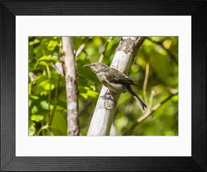 Framed Print : Adult bellbird (Anthornis melanura melanura) on Ulva Island, off Stewart Island, South Island, New Zealand, Pacific