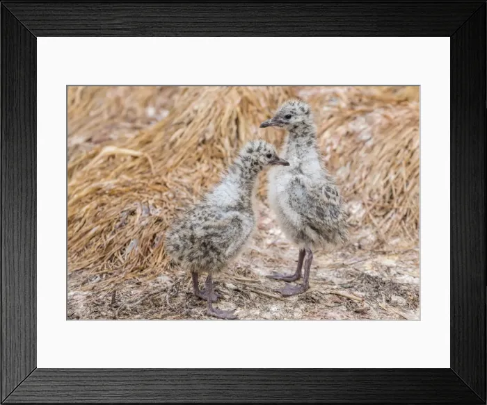 Framed Print : Red-billed gull chicks (Chroicocephalus scopulinus), near Dunedin, South Island, New Zealand, Pacific Framed Print : Red-billed gull chicks (Chroicocephalus scopulinus), near Dunedin, South Island, New Zealand, Pacific