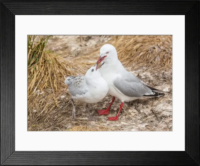 Framed Print : Red-billed gull (Chroicocephalus scopulinus) feeding chick near Dunedin, South Island, New Zealand, Pacific Framed Print : Red-billed gull (Chroicocephalus scopulinus) feeding chick near Dunedin, South Island, New Zealand, Pacific