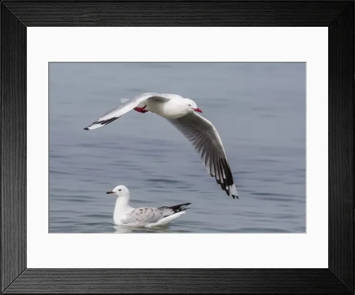 Framed Print : Red-billed gull (Chroicocephalus scopulinus) in flight near Dunedin, South Island, New Zealand, Pacific Framed Print : Red-billed gull (Chroicocephalus scopulinus) in flight near Dunedin, South Island, New Zealand, Pacific